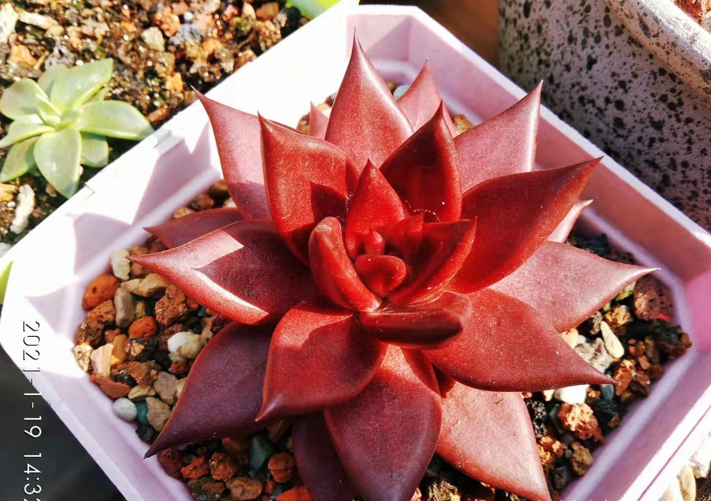 肉友|叶片四季皆红的多肉罗宾,不管你说它好不好养,反正我是觉得好养