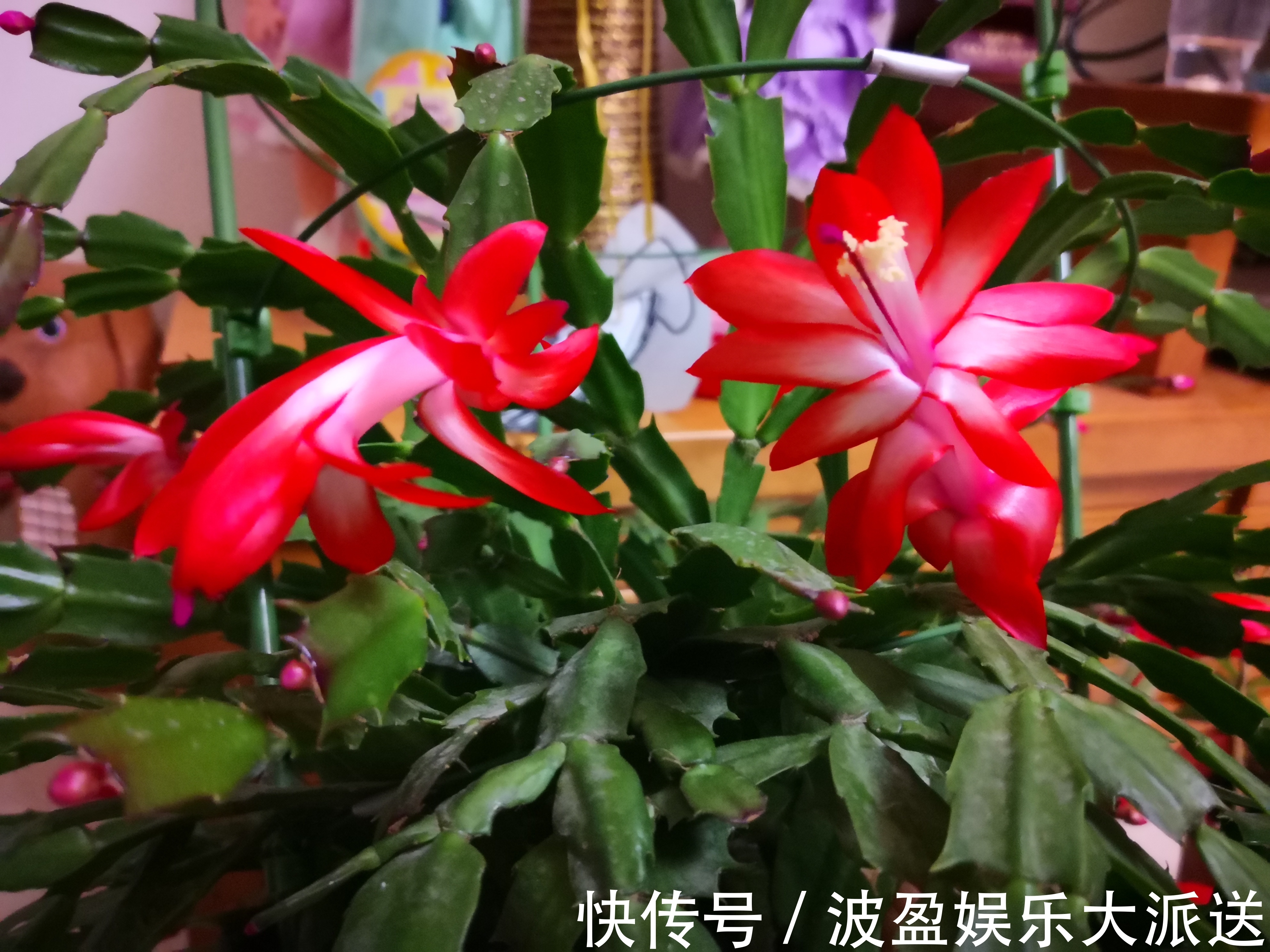 嫩叶|蟹爪兰在秋季什么时候摘嫩叶催花最好摘错嫩叶时机冬季难开花