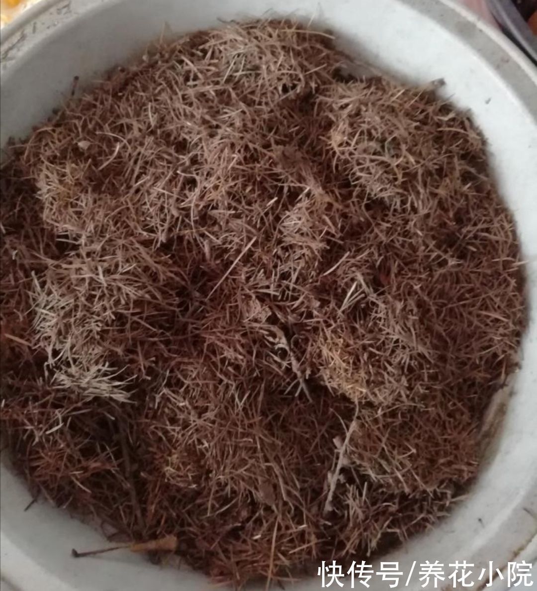 干松针采集后,怎样处理才能用来养花?教你松针土制作方法