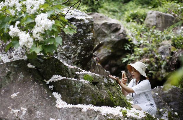 桐花又开！邀你来楠溪江，共赴一场“五月雪”之约 ！