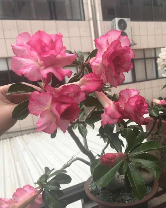 这些花最爱掉花苞,千万少浇水,越浇越不开花早看早知道