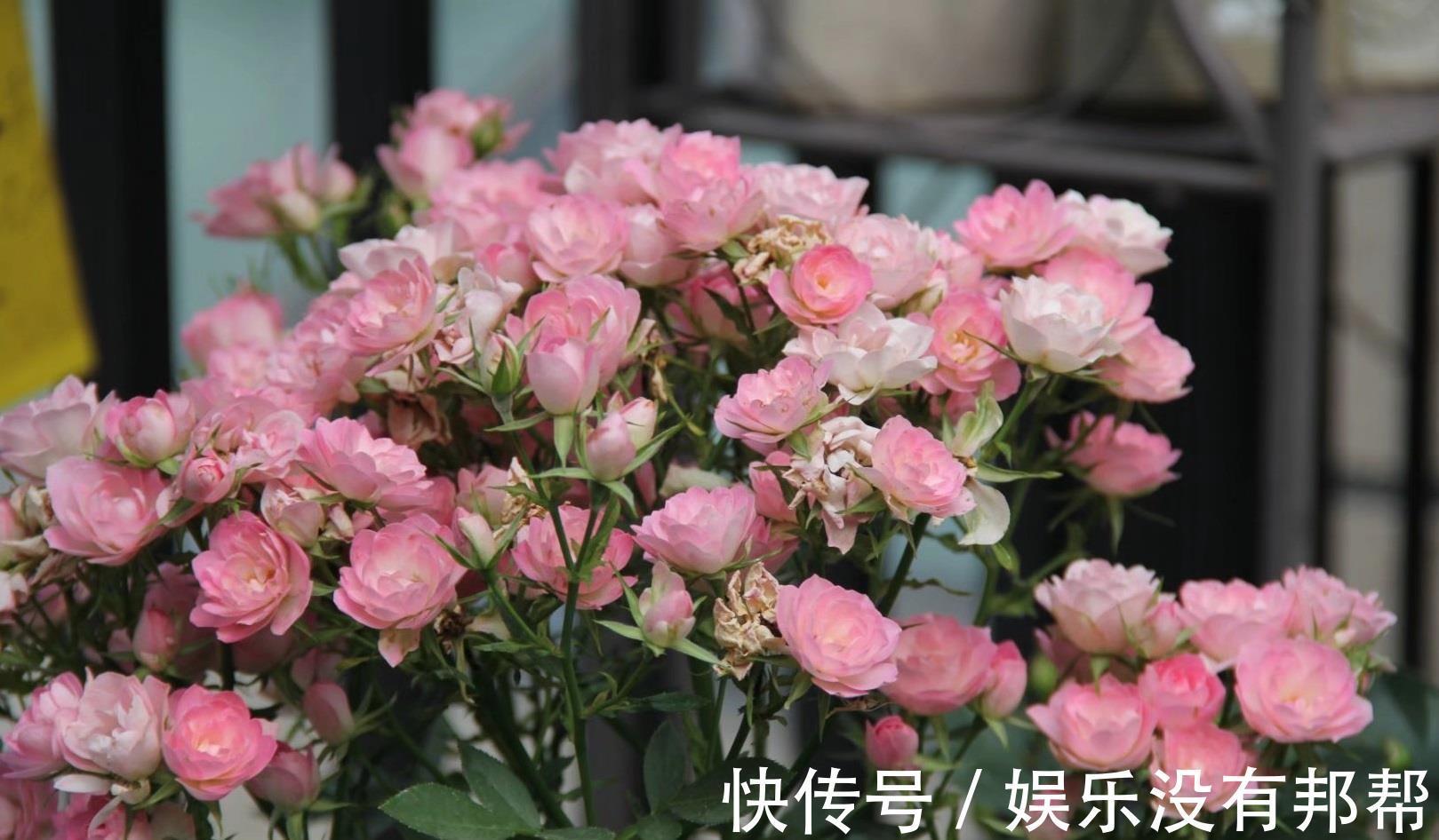 种植|阳台党爱养的微月，颜值高、花期长，种植容易，新手也能养