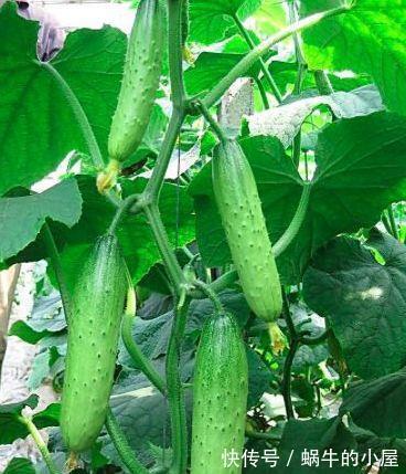 抗衰老|夏季比西瓜解渴还便宜，每天一根，能降脂降压、排毒养颜、抗衰老