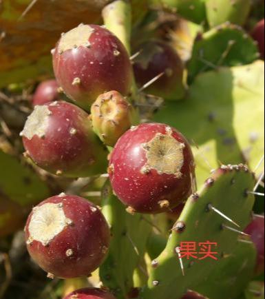 观音掌@千手观音掌,长到一米高,层层叠叠满“巴掌”,一层黄花一树果