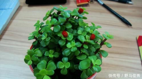 养护金枝玉叶,加点这种“肥水”,很快就枝繁叶茂,观赏价值极高