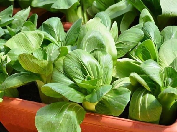 油菜|人到中年想长寿,要学会吃3种食物,排毒养颜、增强体质!