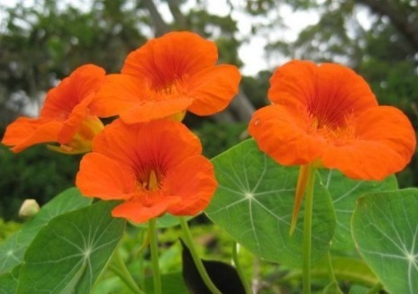 喜欢菊花，不如养盆“菊中珍品”兼六白菊，似翩翩少女，玲珑美丽