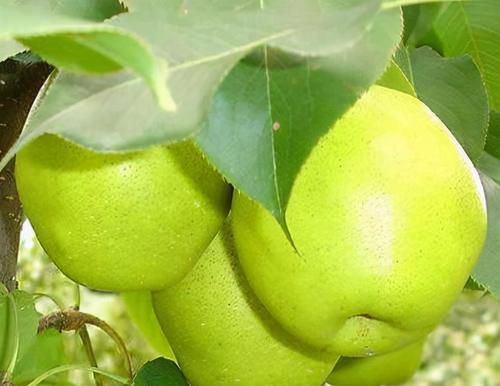 猪蹄|女性秋天养生，常吃的好食物，排毒养颜，调理肠胃，谁吃谁气色好