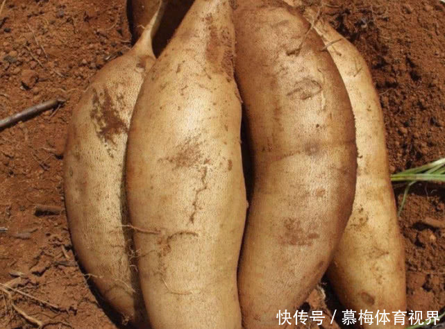 接受|老外眼中“中国最难吃”的4种水果,第2种看着像红薯,难以接受