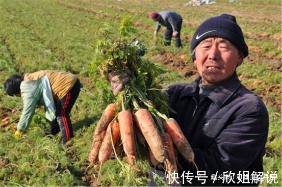 还在买胡萝卜吗别再吃了!菜贩子自己都不吃,可惜懂的人太少