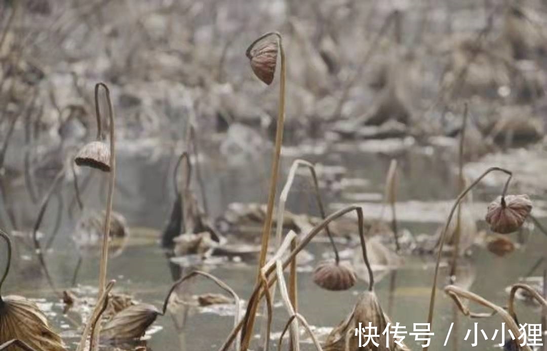 雨声$让李商隐引以为傲的一首诗，连林黛玉都称赞，后两句尤其美妙