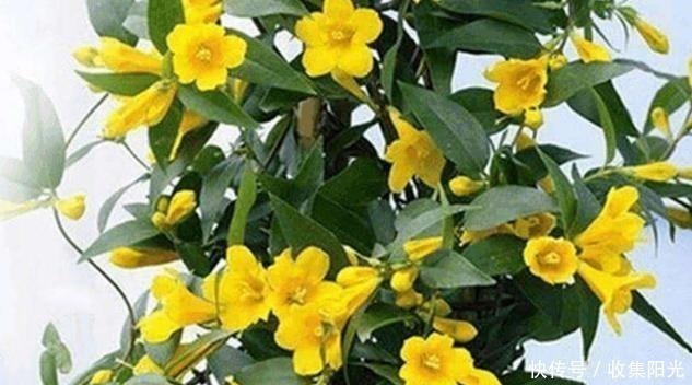 房子再小也要养盆它,越冷越爱开,开花“喷喷香”,天天好心情!