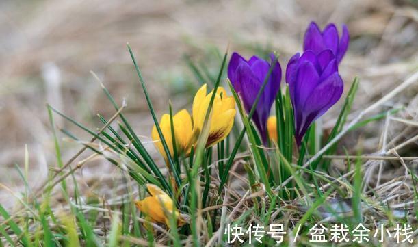 看上去很高大上，实际很鸡肋的花草，养过一次就被拉进“黑名单”