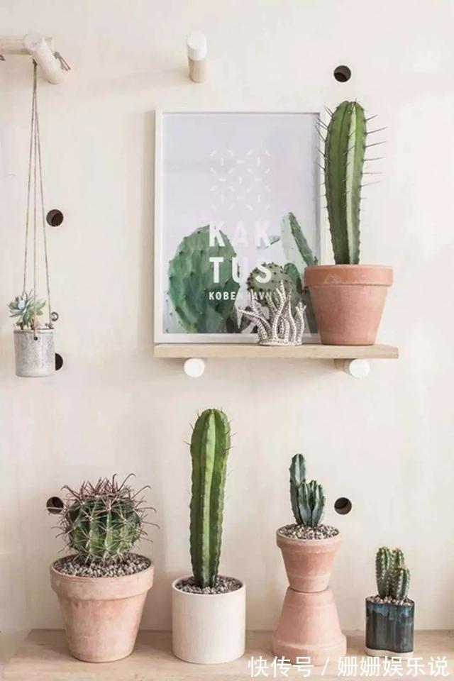 3种“丑花”，长得不怎么样，却能旺运镇宅，关键还好养