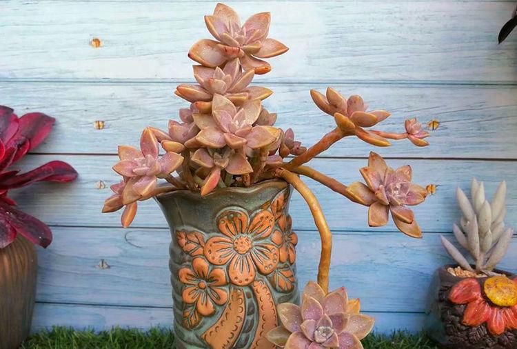 多肉|养多肉的最好境界，不是用价格衡量好坏，它解你寂寞，你陪它变美