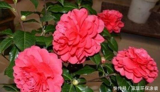 养花就养这几款,全年开花不停,花香四溢飘满屋,美爆了