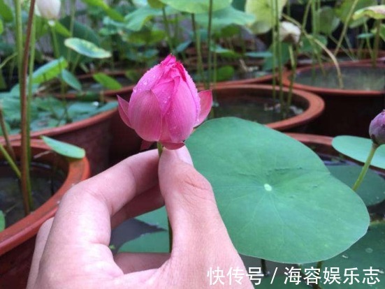 叶子|自己种“碗莲荷花”，按照正确步骤来，能快速生根发芽、开花更旺