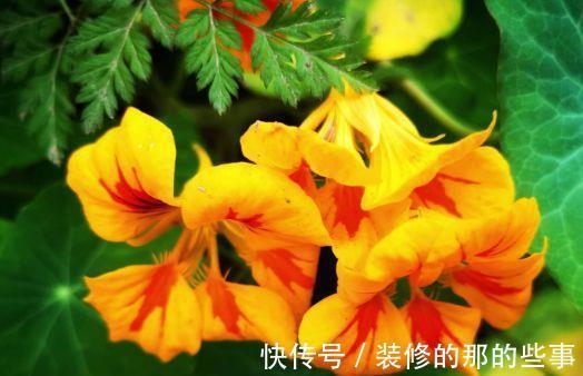 植物|农历7月8日开始，居家养这几款植物，开花爆盆很漂亮，清新亮丽