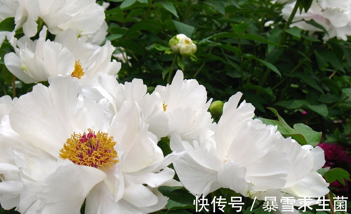 薛宝钗&别人不挑剩下的也不给我，别被黛玉带歪了，作者是要掰冷香丸的谎