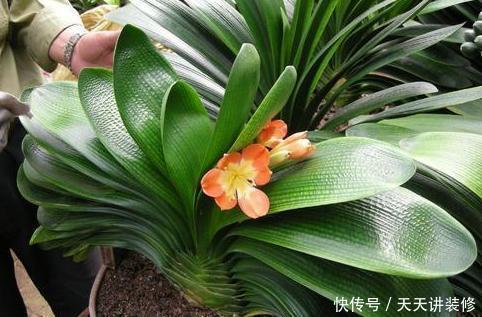 根系|你丢掉的鸡蛋壳,我用来养花,直接碾碎就能用,根系又粗又壮!