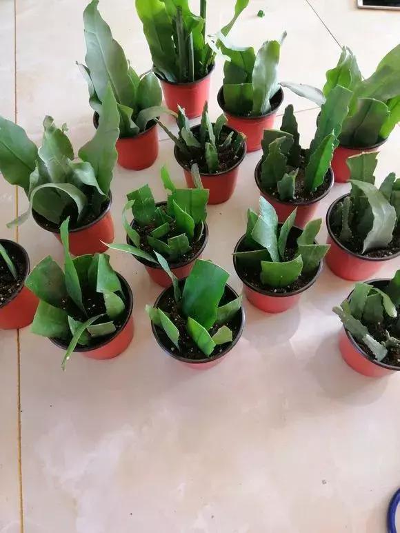 你还买这10种花别再乱花钱了,摘个叶子回家,过几天就变小苗了