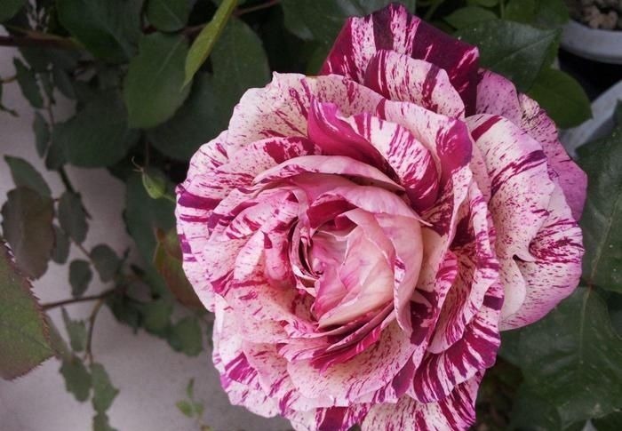 重瓣花中的佼佼者,3种特殊的复色花,开花后实在惊艳夺目