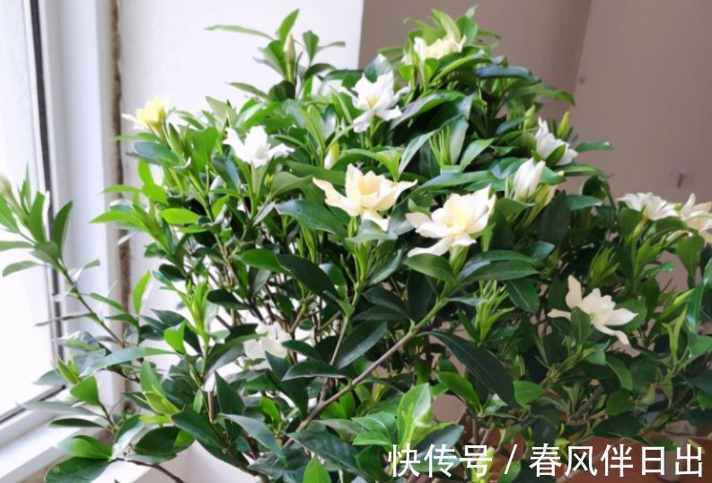 北方地区|室内盆栽栀子花,掌握3要领,下半年花开不断,天天像喷了香水
