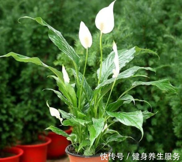 3种耐阴花,长久无光照样开花,养护省心不省美丽!