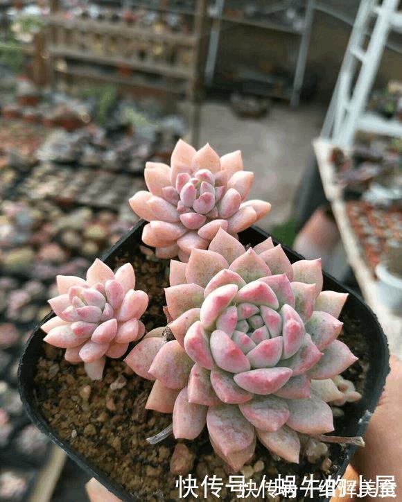 多肉没有高低贵贱,肉友的水平却有高低