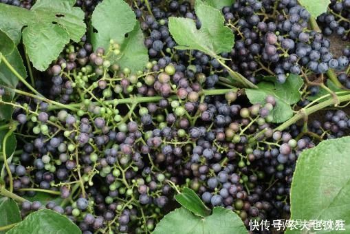 龙葵|8月若在农村度假,这份野果采摘指南送您,吃过3种以上是“大佬”