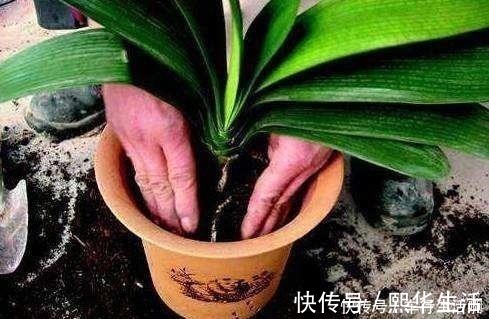花肥|养君子兰，盆底放1把“它”，叶绿开花大，比花肥好10多倍！