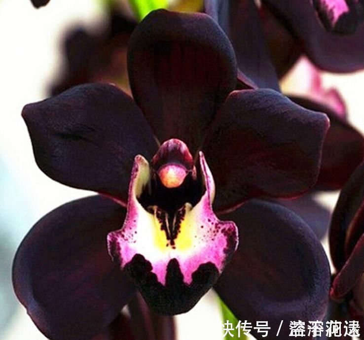 兰花新宠“黑雪姬”，花色神秘，花型妖娆，兰香扑鼻，猎奇兰首选