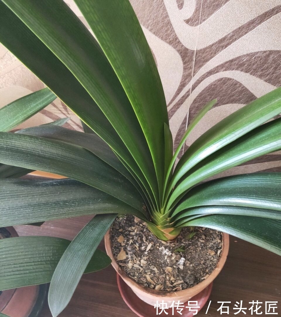 秋天给君子兰“追1种肥”,花盆里冒出“二胎”新芽,赚大发了