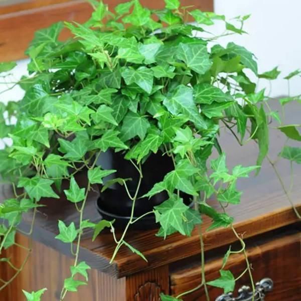 养这4盆花,在家吸烟也不怕,二手烟吸光光,空气清新,一家健康