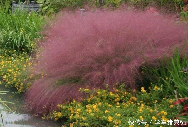 有钱人的庭院,现在流行“种草”了,4种“野草”你们见过吗!