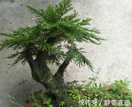 乡下野外的植物,不要看不上,挖回家当盆栽正好