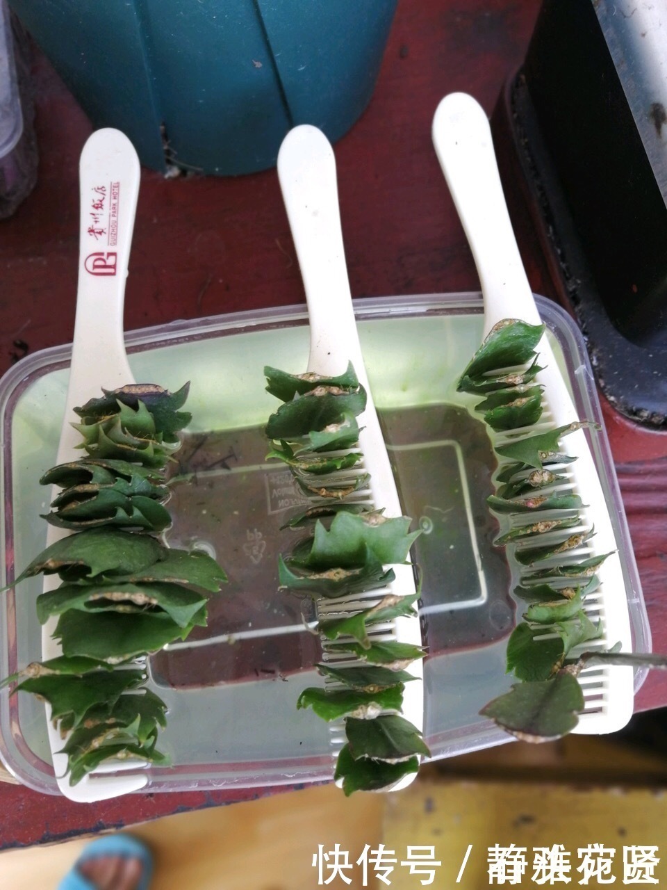 她繁殖蟹爪兰,就用1把“梳子”,3周长出“胡须根”