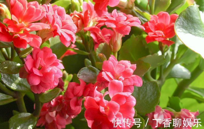 爆盆|长寿花这样养,轻轻松松爆盆,一年四季赏花不断