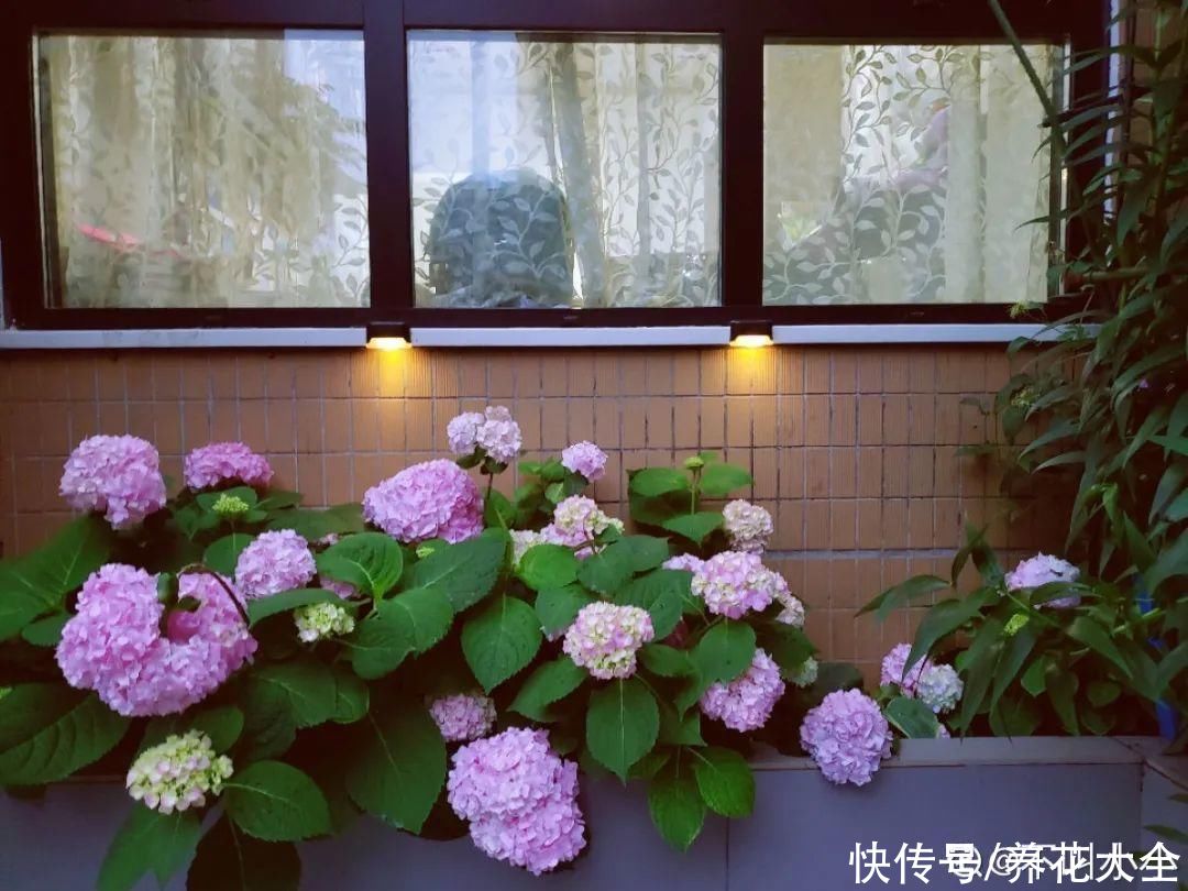 花苞|天热了，20种花最怕浇水，浇得越多，死得越快