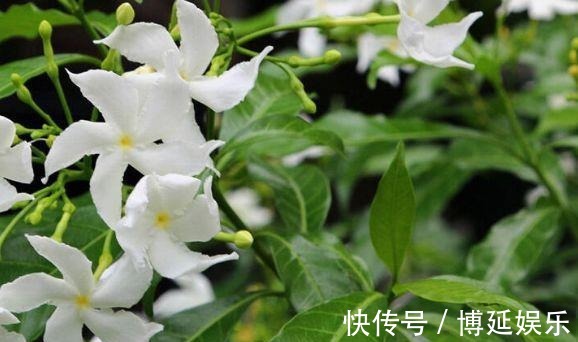 从8月24日开始,家养此款花卉,随意养都爆盆,花开上千朵