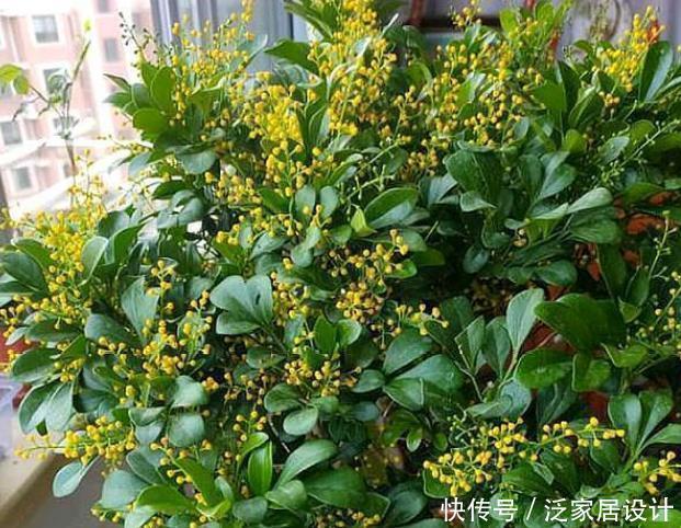养花就养4种花,好养易活花量大,养上一盆四季欣赏,好养还不贵