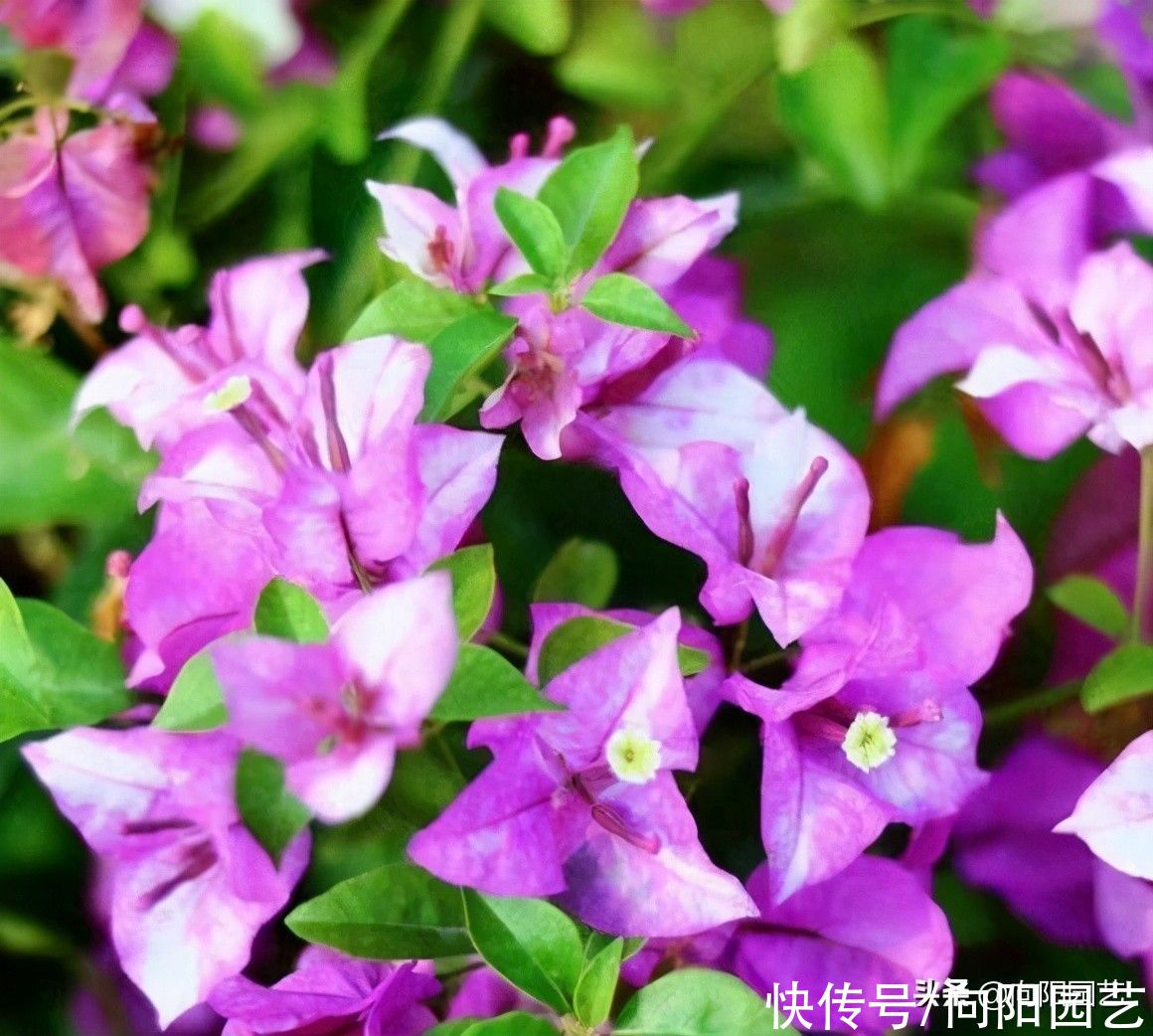 别人家的三角梅都开了，自己的还光秃秃，缺少肥料就不开花