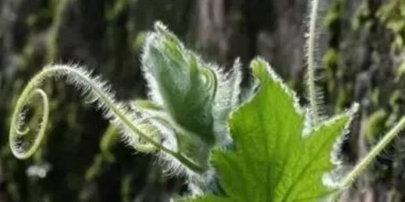 胡萝卜素|农村一常见菜叶子,还是降血压、去结石的特效药,学到就是赚到!
