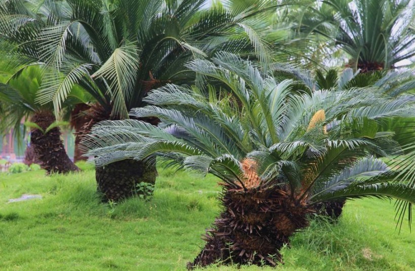 铁树|五种“镇宅花”,听名字就很“霸气”,关键还好养