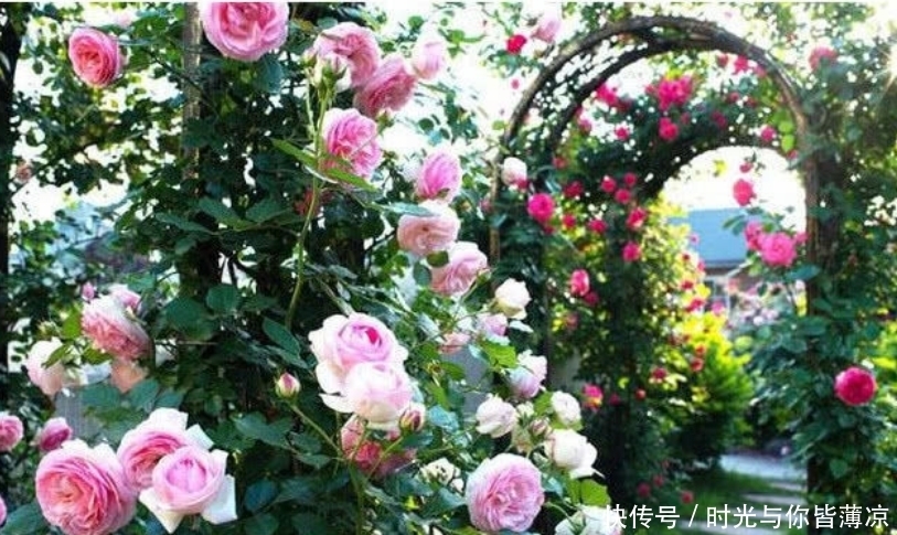 家有庭院就养4种花,夏天开正旺,花期长花朵多,一盆开出200朵花