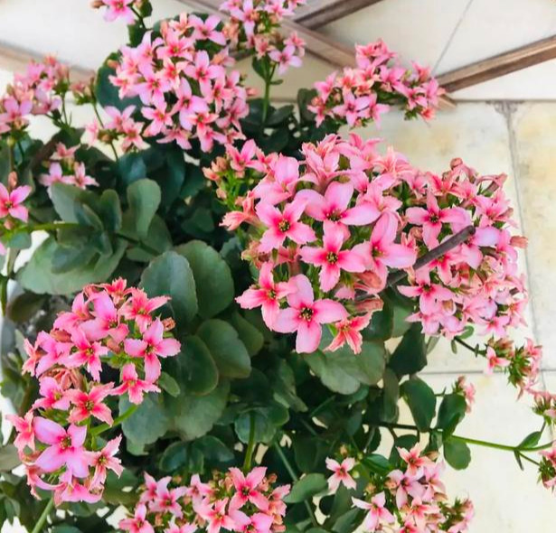 品种|75个长寿花品种,一个比一个美,一起来认识一下吧!