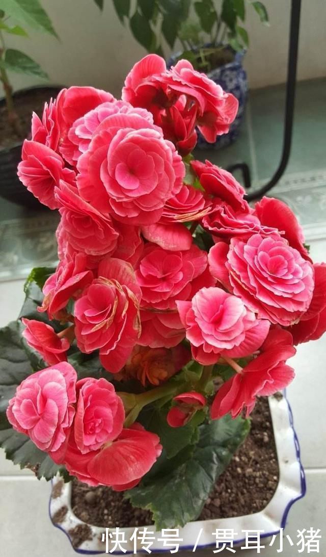 红掌|家里采光差并不影响养花,这几种花耐阴性强,光照差也能开花爆盆