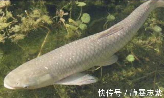 钓鱼“黑”午时不是鱼儿难钓获,而是你方法不对路