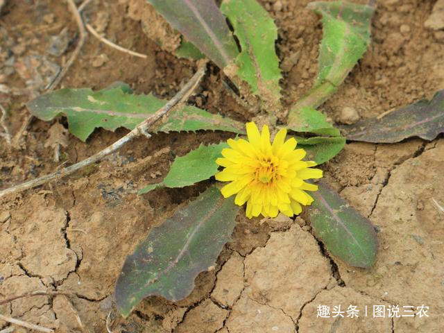 老年人|农村有一种不起眼的野草，既是野菜又是中药材，市场售价每斤2元