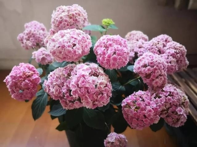 圆滚滚的绣球,瀑布般的花墙,这届花友也太会种花了吧